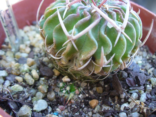 [Foto de planta, jardin, jardineria]