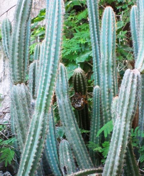 [Foto de planta, jardin, jardineria]