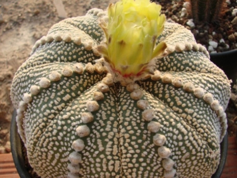 [Foto de planta, jardin, jardineria]