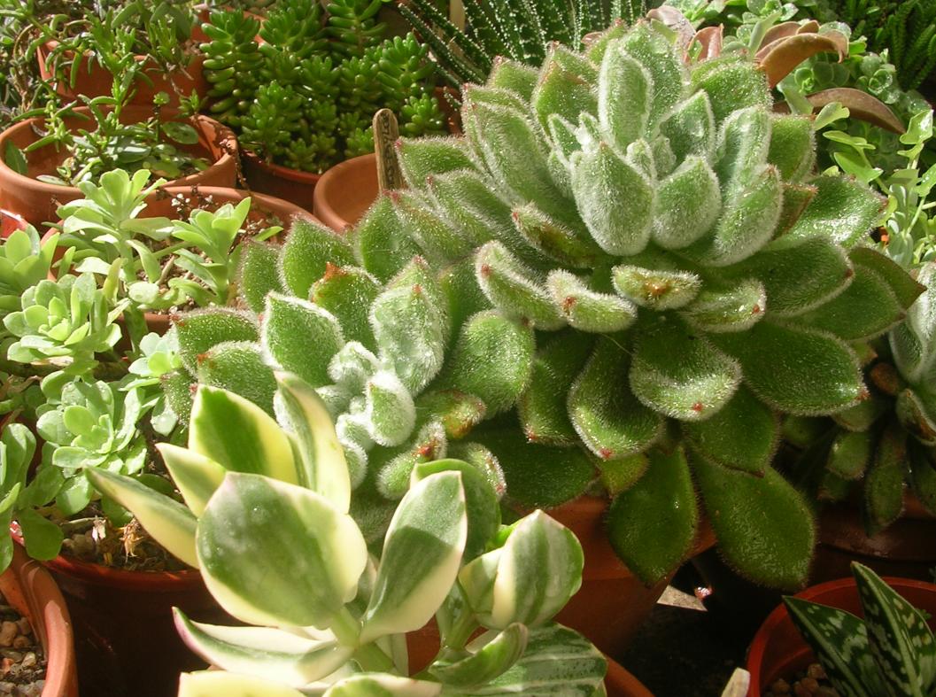 [Foto de planta, jardin, jardineria]