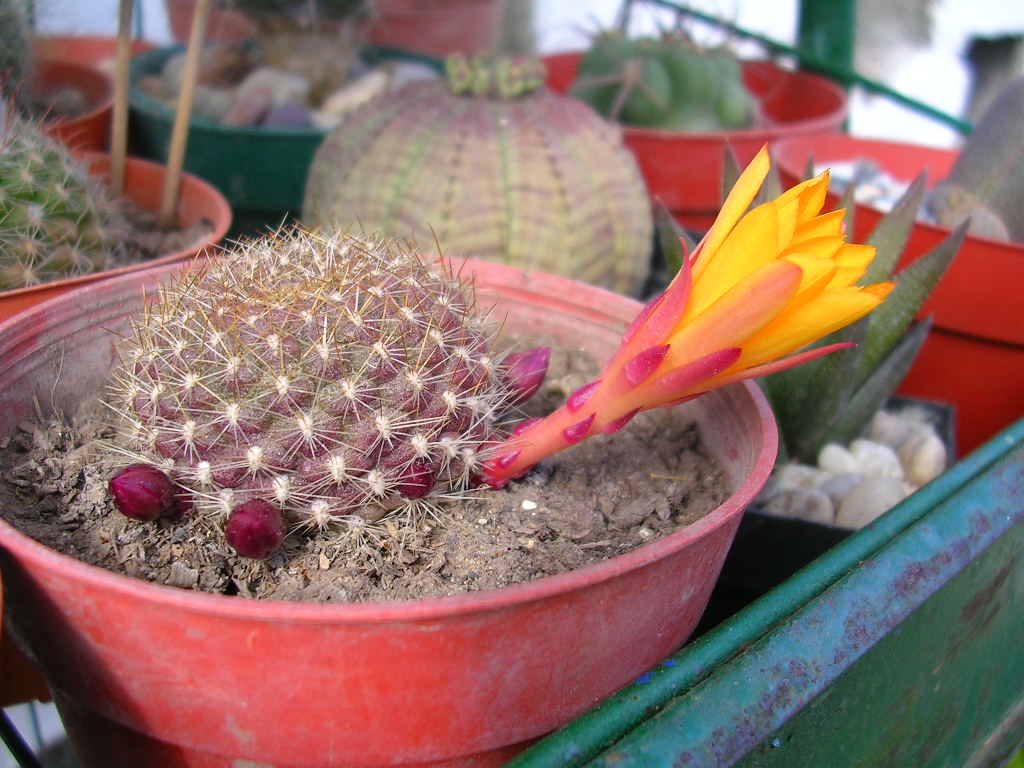 [Foto de planta, jardin, jardineria]