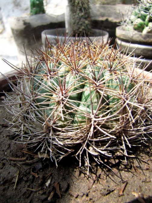 [Foto de planta, jardin, jardineria]