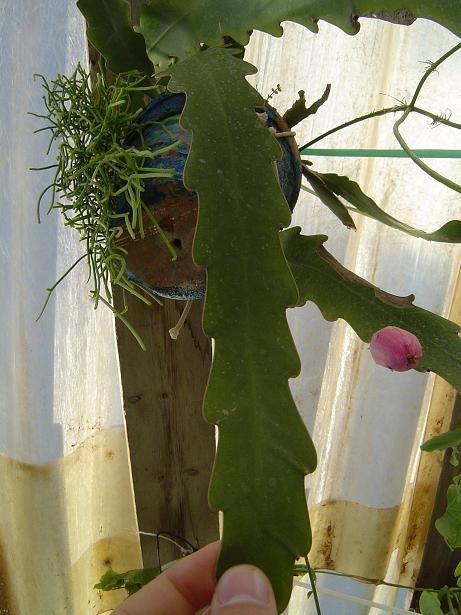 [Foto de planta, jardin, jardineria]