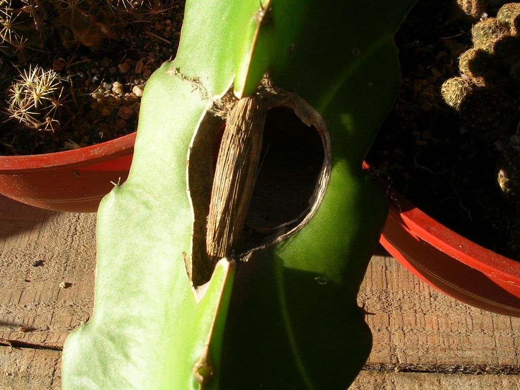 [Foto de planta, jardin, jardineria]