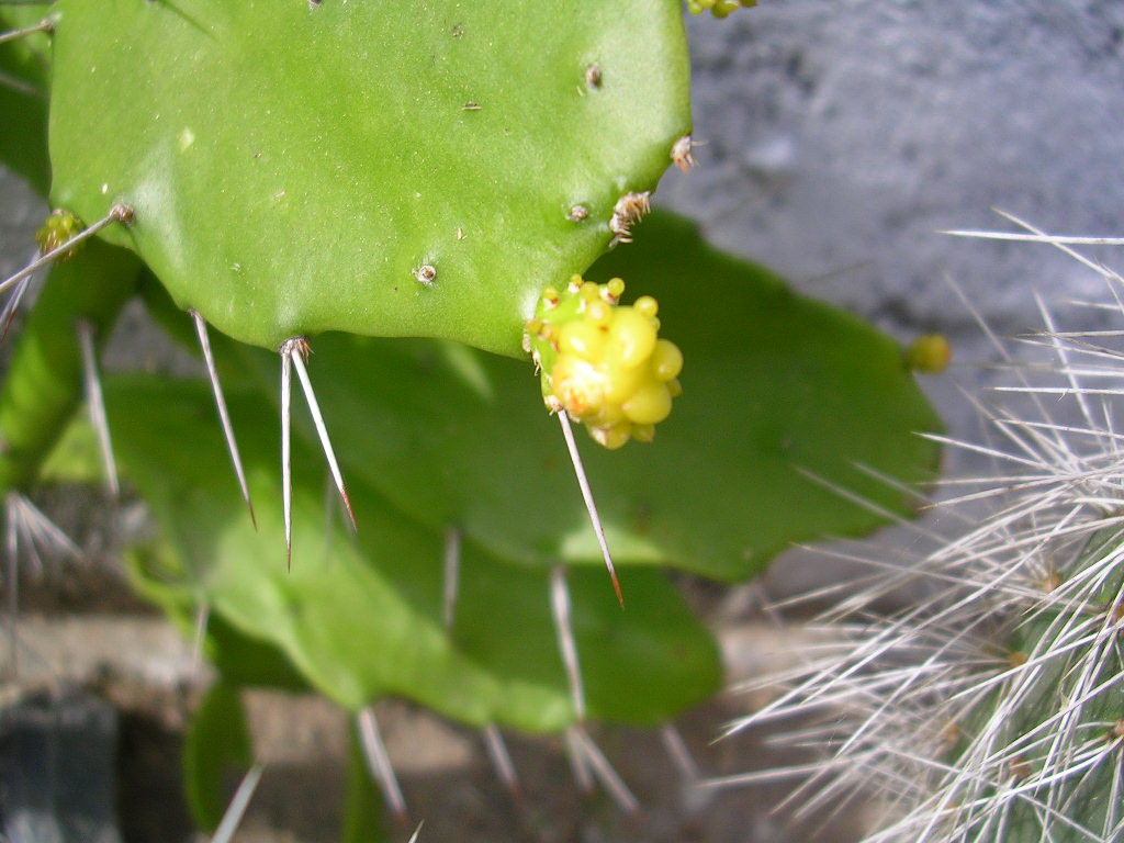 [Foto de planta, jardin, jardineria]