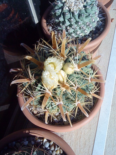[Foto de planta, jardin, jardineria]
