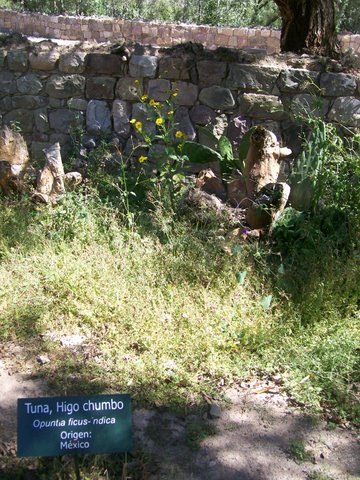 [Foto de planta, jardin, jardineria]