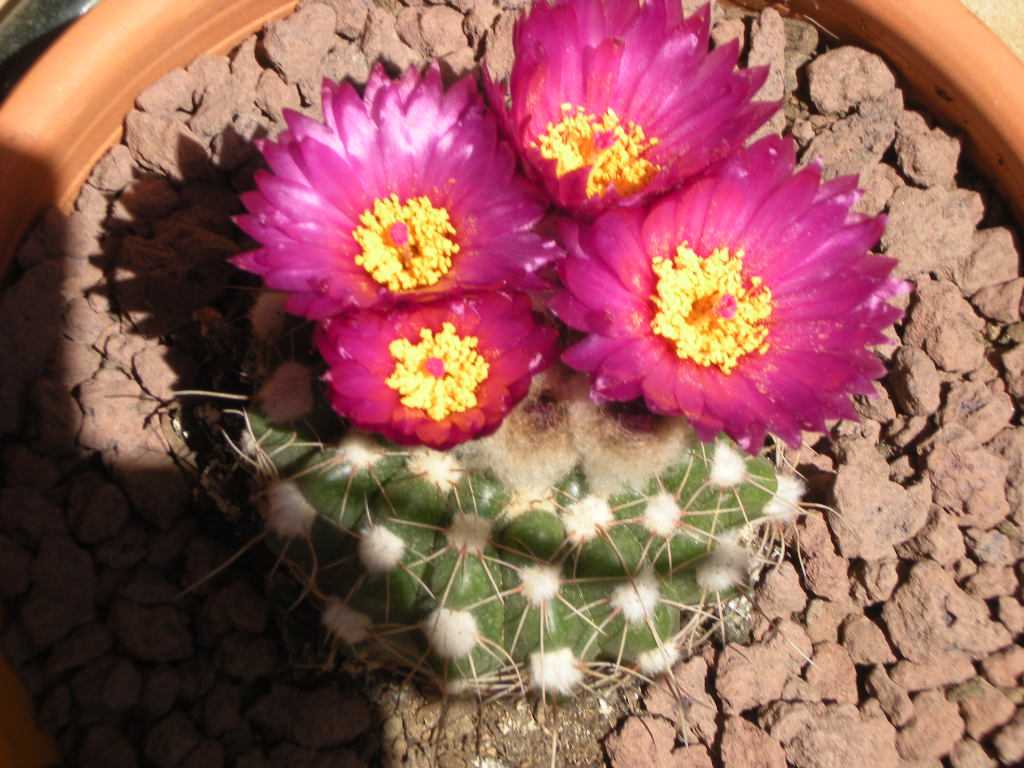 [Foto de planta, jardin, jardineria]