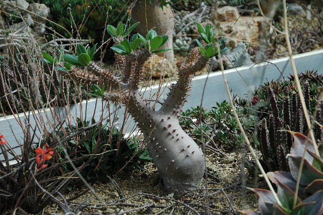 [Foto de planta, jardin, jardineria]