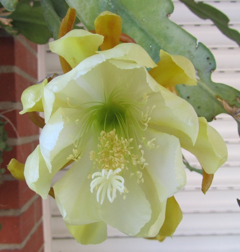 [Foto de planta, jardin, jardineria]