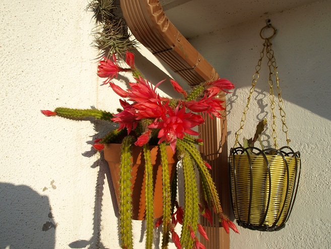 [Foto de planta, jardin, jardineria]