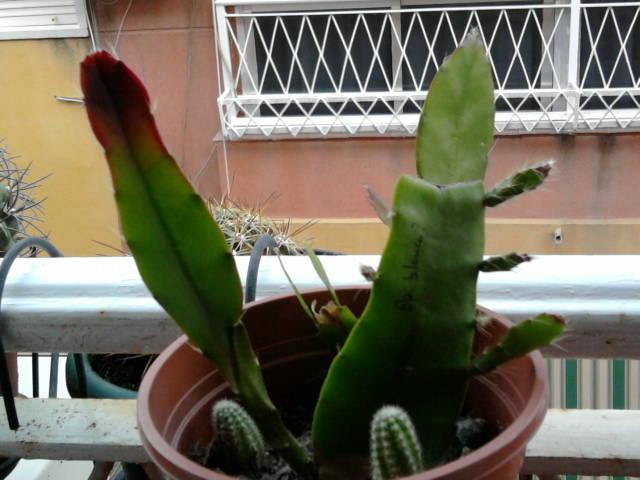 [Foto de planta, jardin, jardineria]