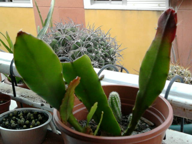 [Foto de planta, jardin, jardineria]