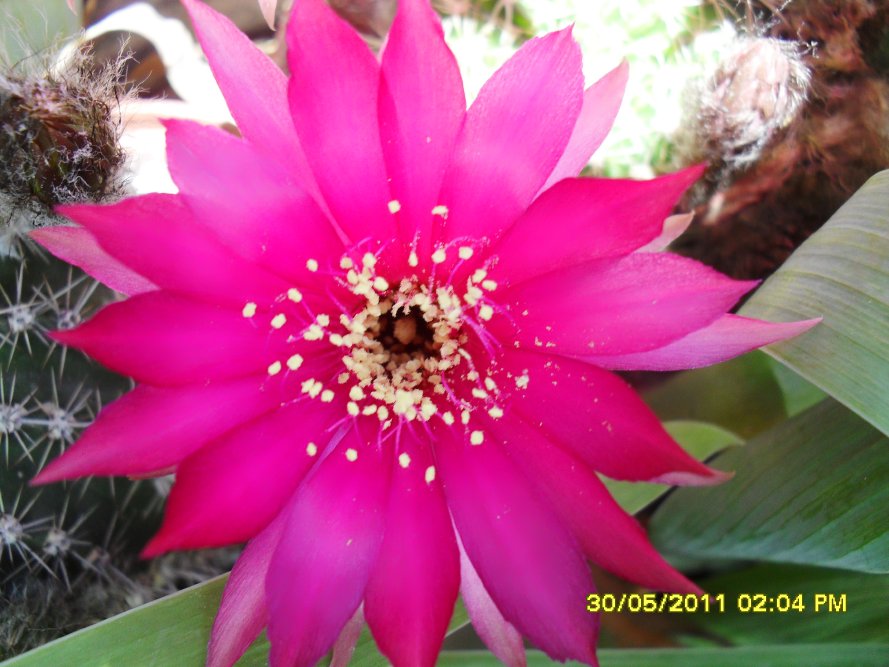 [Foto de planta, jardin, jardineria]