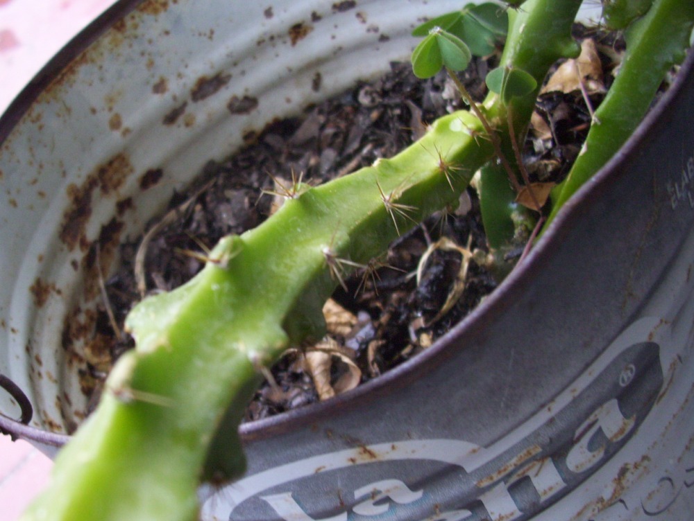 [Foto de planta, jardin, jardineria]