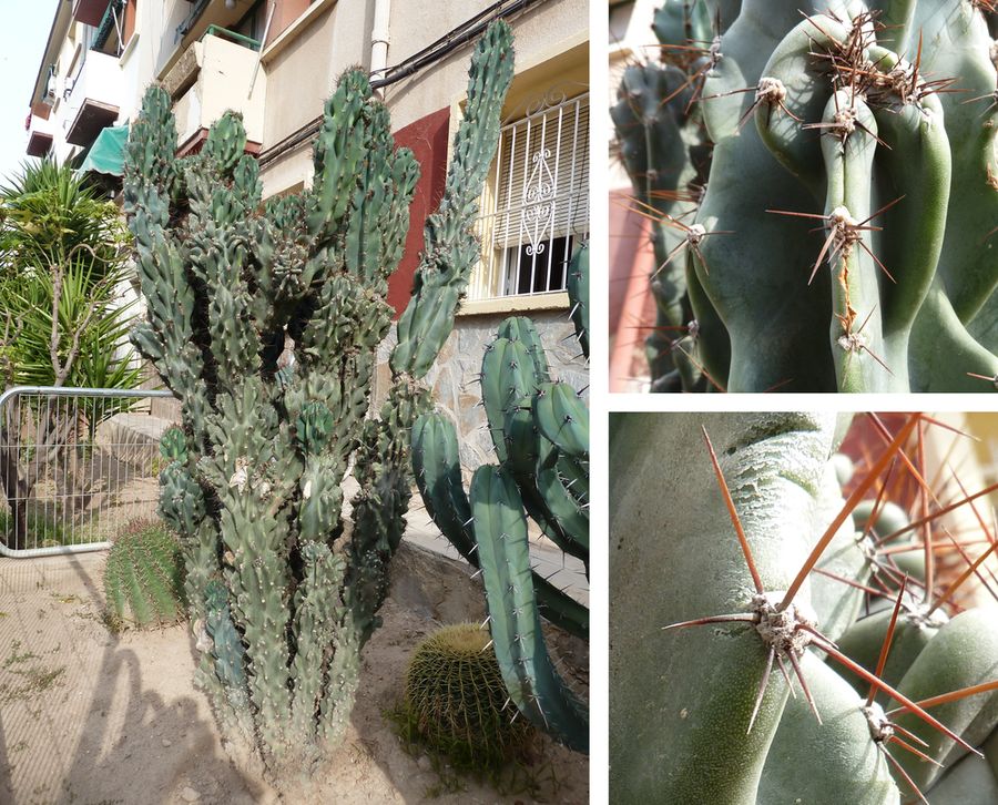 [Foto de planta, jardin, jardineria]