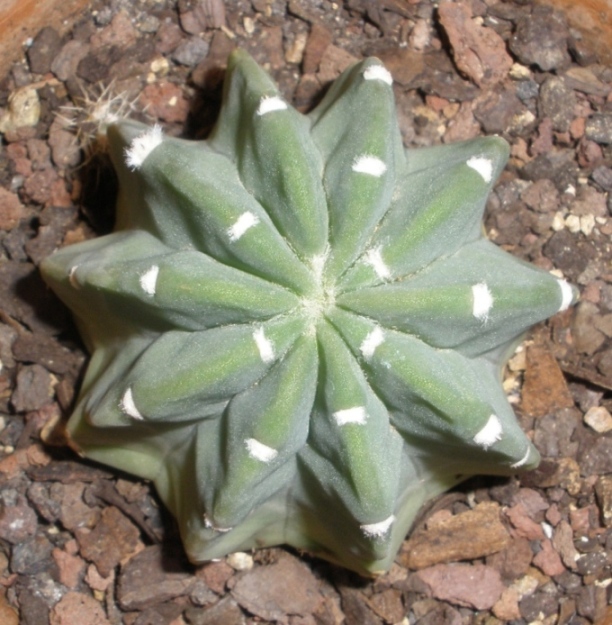 [Foto de planta, jardin, jardineria]