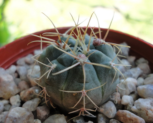 [Foto de planta, jardin, jardineria]