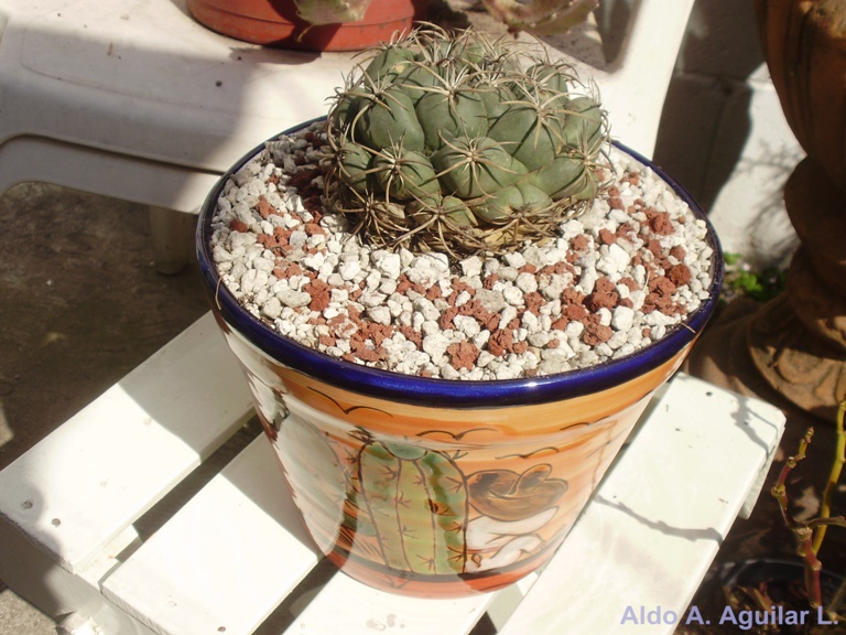 [Foto de planta, jardin, jardineria]