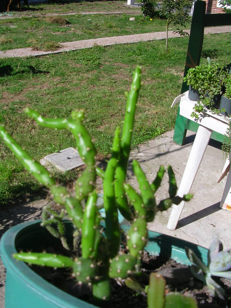 [Foto de planta, jardin, jardineria]