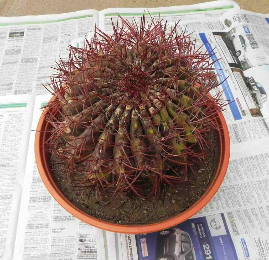 [Foto de planta, jardin, jardineria]
