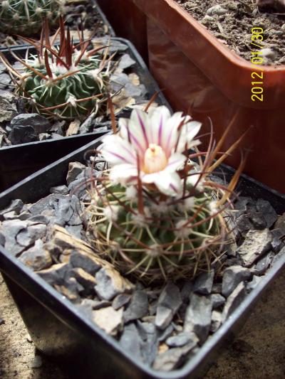 [Foto de planta, jardin, jardineria]