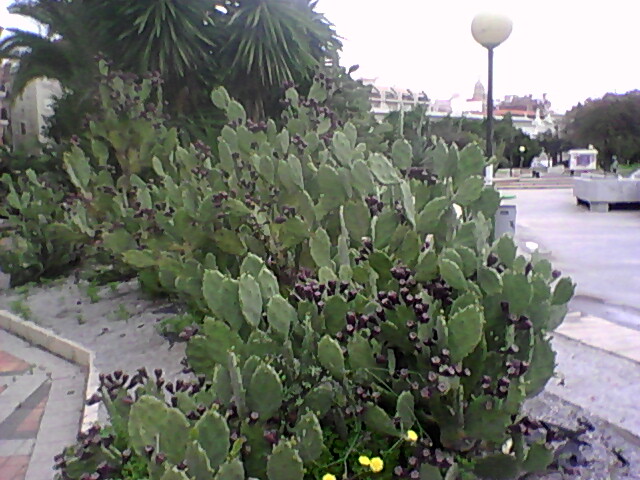[Foto de planta, jardin, jardineria]