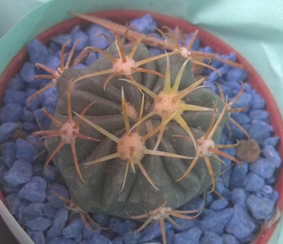 [Foto de planta, jardin, jardineria]