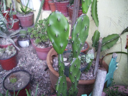 [Foto de planta, jardin, jardineria]
