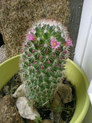 [Foto de planta, jardin, jardineria]