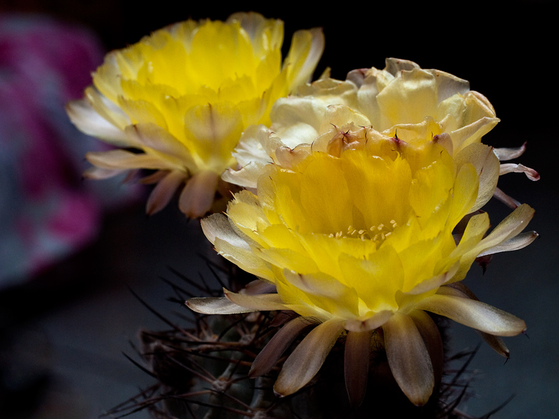 [Foto de planta, jardin, jardineria]