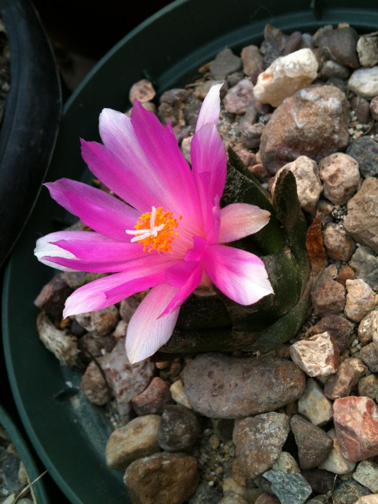 [Foto de planta, jardin, jardineria]