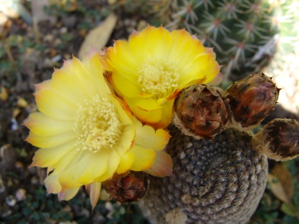 [Foto de planta, jardin, jardineria]