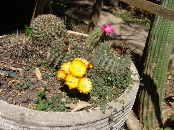 [Foto de planta, jardin, jardineria]