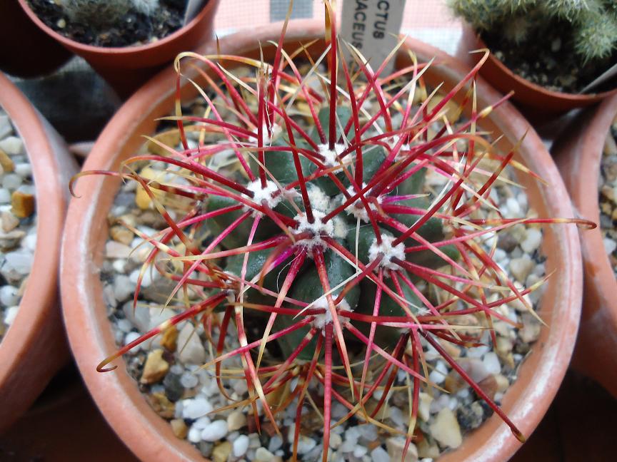[Foto de planta, jardin, jardineria]