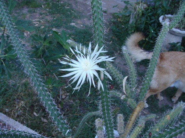 [Foto de planta, jardin, jardineria]