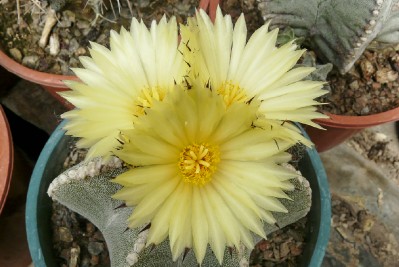 [Foto de planta, jardin, jardineria]