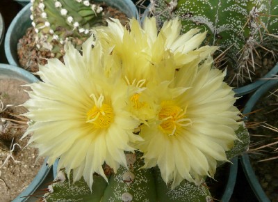 [Foto de planta, jardin, jardineria]