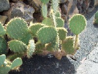 [Foto de planta, jardin, jardineria]