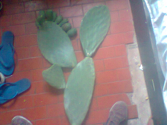 [Foto de planta, jardin, jardineria]
