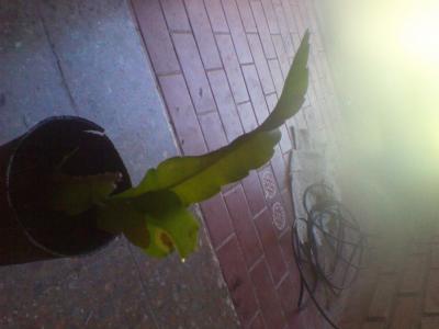[Foto de planta, jardin, jardineria]