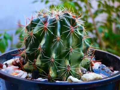 [Foto de planta, jardin, jardineria]
