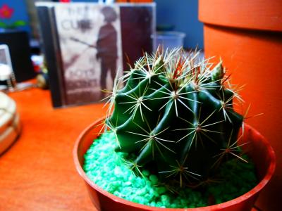 [Foto de planta, jardin, jardineria]