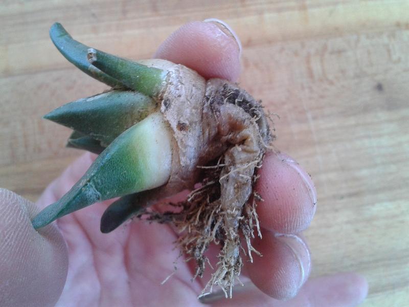 [Foto de planta, jardin, jardineria]