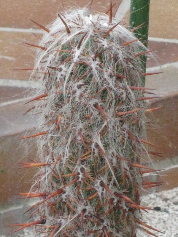 [Foto de planta, jardin, jardineria]