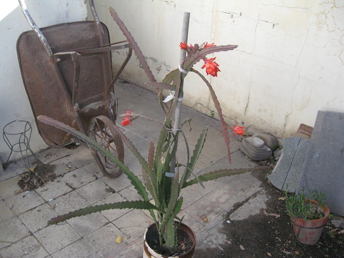 [Foto de planta, jardin, jardineria]