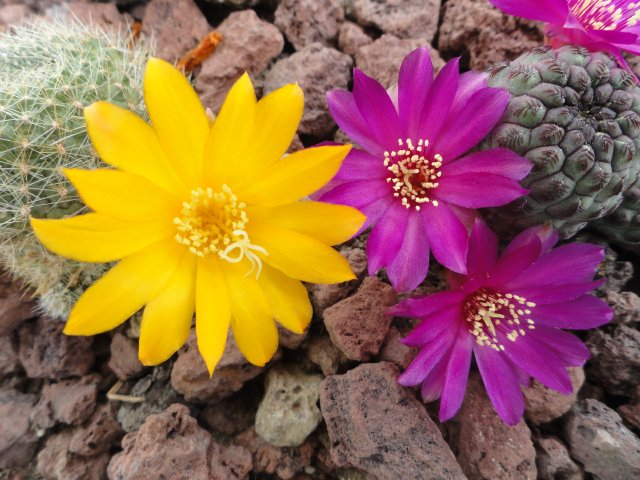 [Foto de planta, jardin, jardineria]