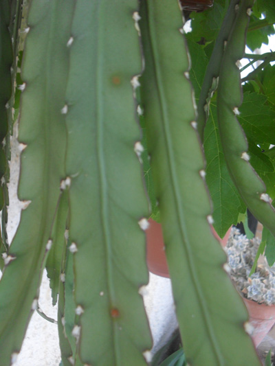 [Foto de planta, jardin, jardineria]