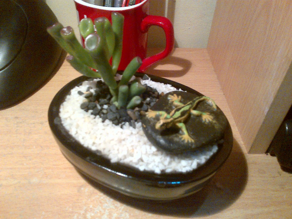 [Foto de planta, jardin, jardineria]
