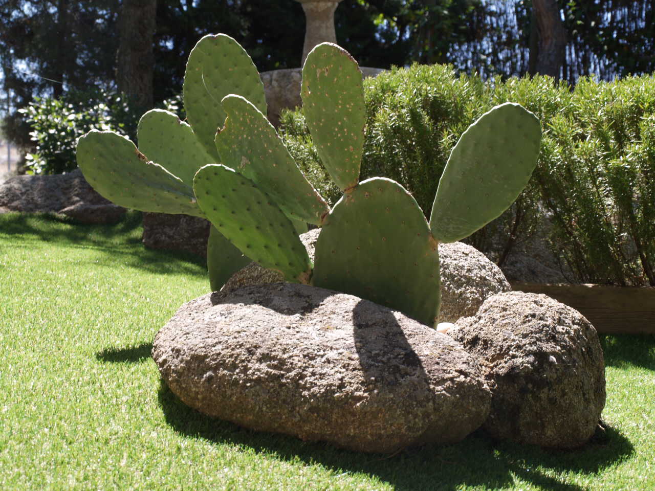 [Foto de planta, jardin, jardineria]